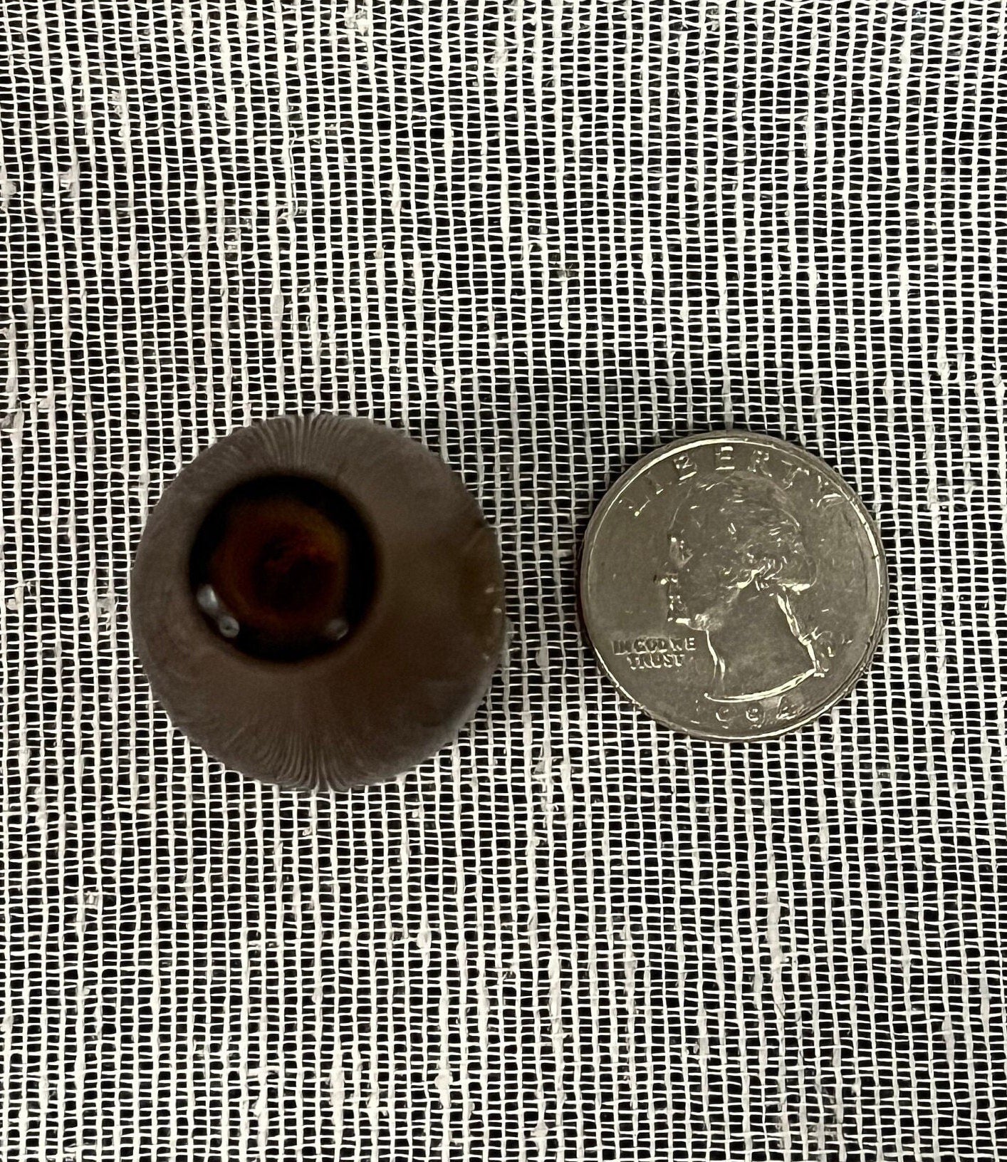 Miniature GUINNESS 200 Anniversary Souvenir Beer Bottle - Vintage 1959